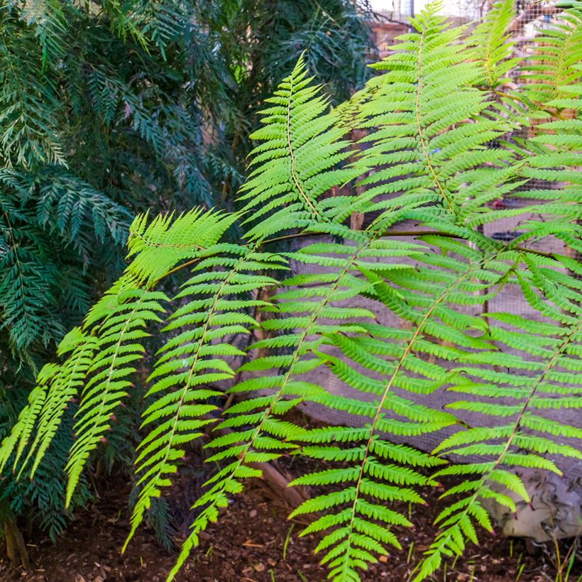 Cyathea australis - Australian Tree Fern (Foliage)