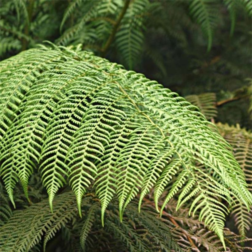 Cyathea cooperi - Australian Tree Fern (Foliage)