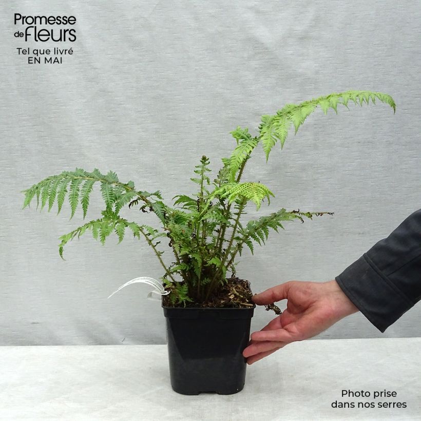 Cyathea cooperi - Australian Tree Fern sample as delivered in spring