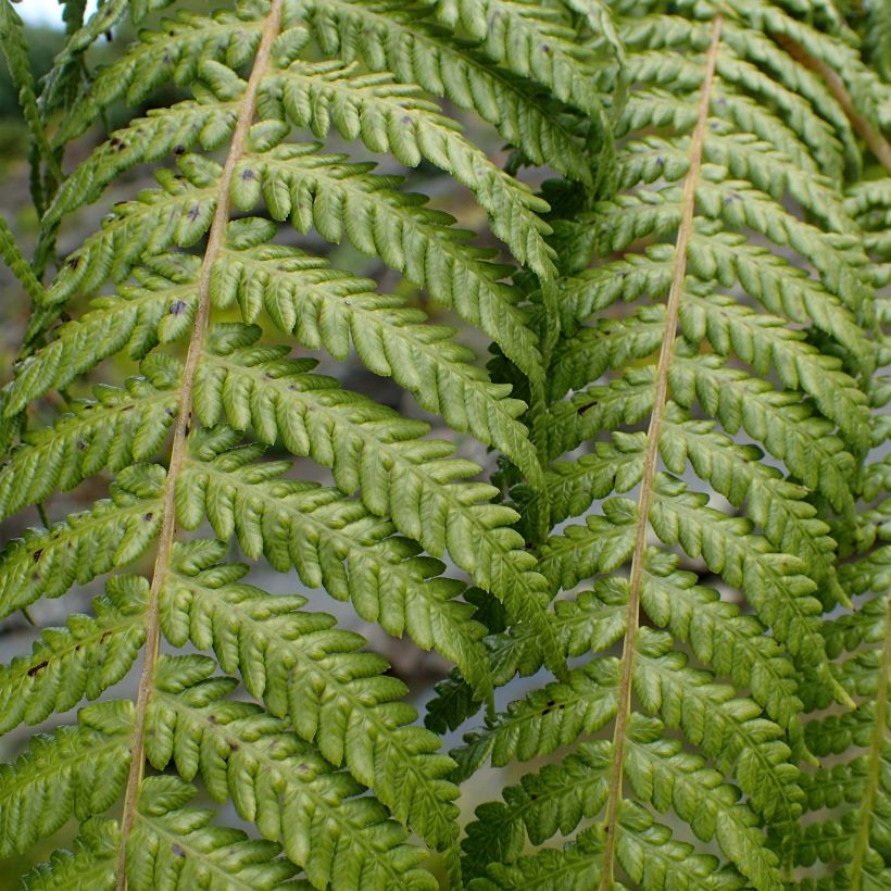 Cyathea medullaris - Black Tree Fern (Foliage)