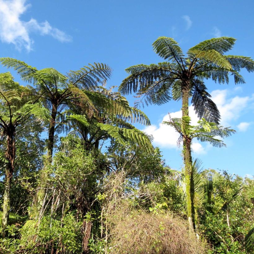 Cyathea medullaris - Black Tree Fern (Plant habit)