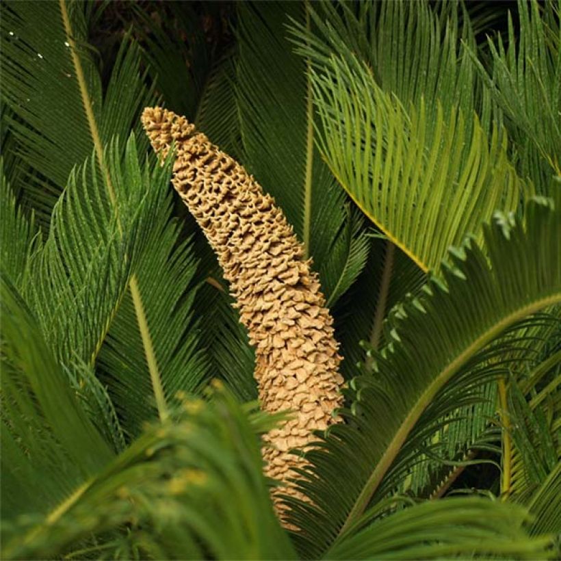 Cycas revoluta - Japanese Sago Palm (Flowering)