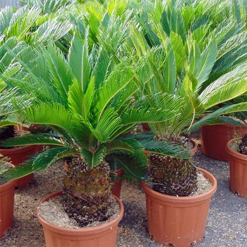 Cycas revoluta - Japanese Sago Palm (Plant habit)