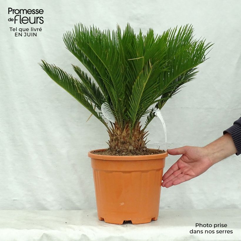 Cycas revoluta - Japanese Sago Palm 4L/5L pot sample as delivered in summer