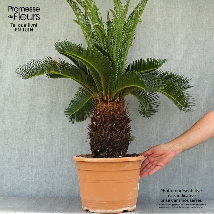 Cycas revoluta - Japanese Sago Palm 7.5L/10L pot sample as delivered in summer