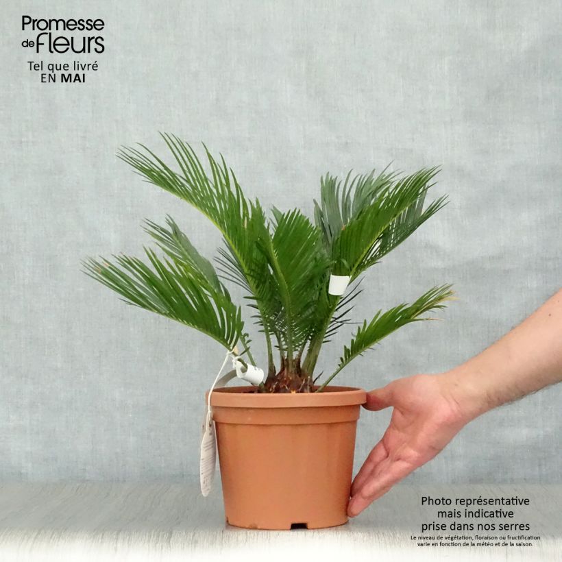 Cycas revoluta - Japanese Sago Palm sample as delivered in spring