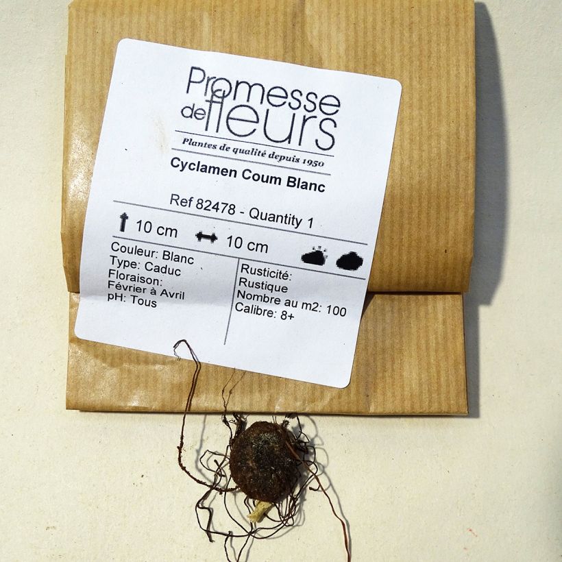 Example of Cyclamen coum Album Tuber Bulb size 8+ specimen as delivered