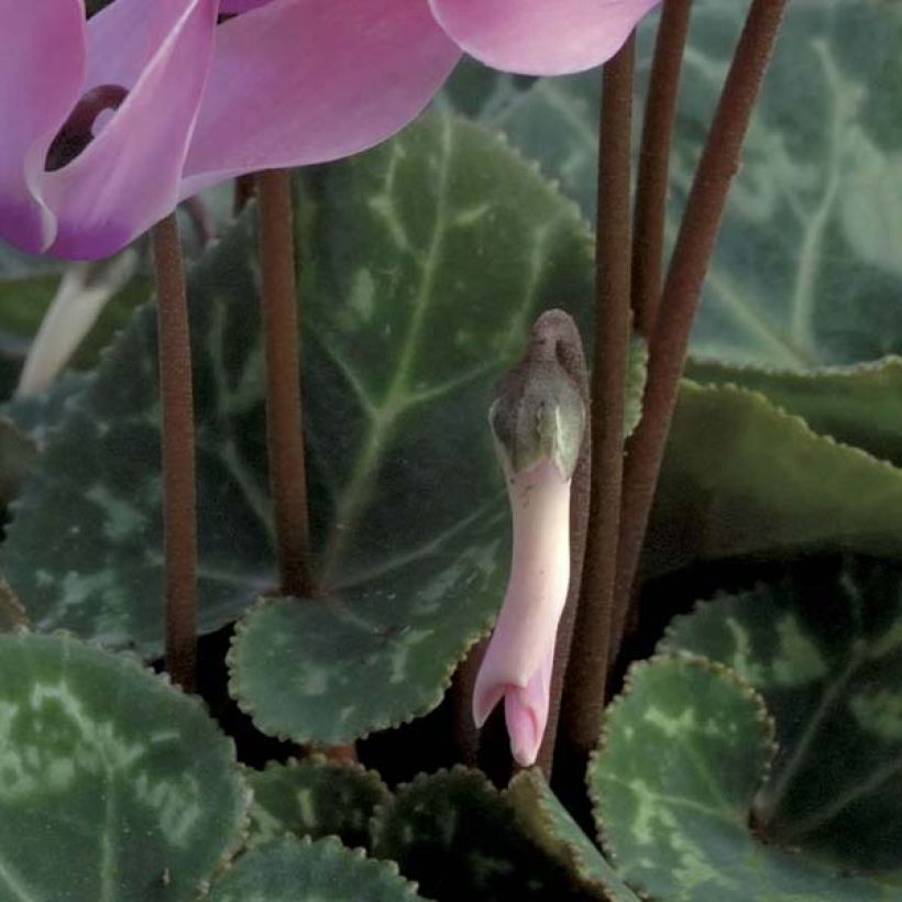 Cyclamen coum (Foliage)