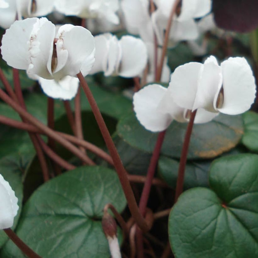 Cyclamen coum Album Tuber (Foliage)