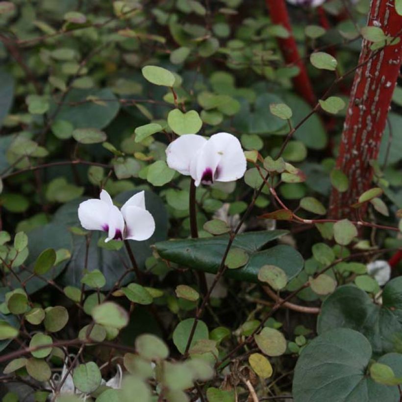 Cyclamen coum Album Tuber (Plant habit)