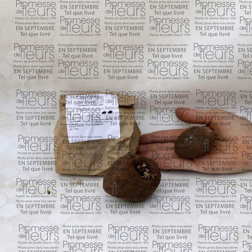 Example of Cyclamen coum Bulb size 15+ specimen as delivered