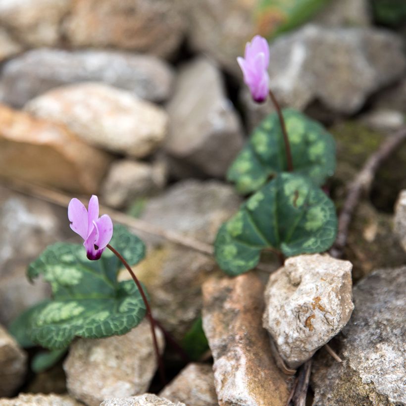 Cyclamen cilicium (Plant habit)