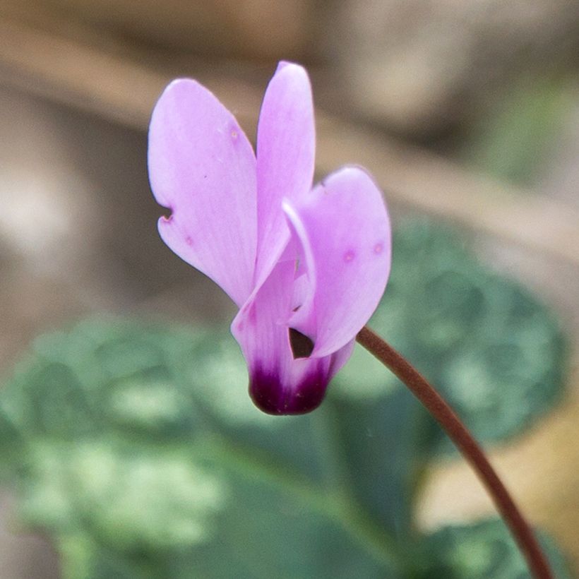 Cyclamen cilicium (Flowering)