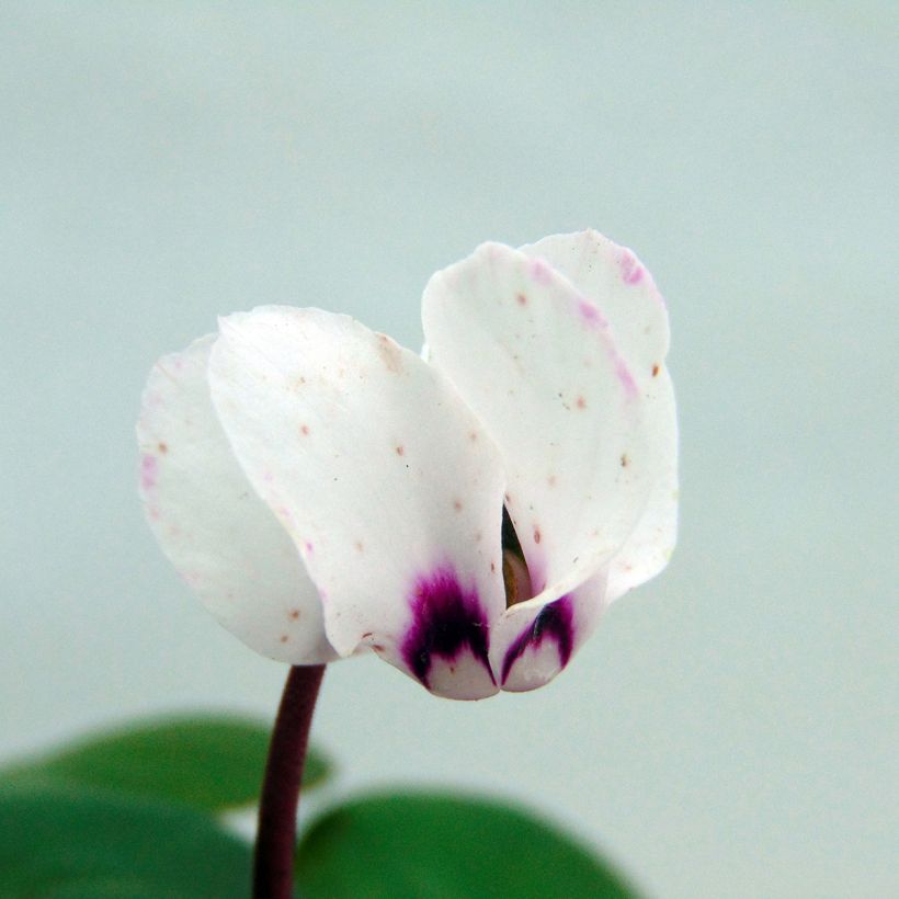 Cyclamen coum Album (Flowering)