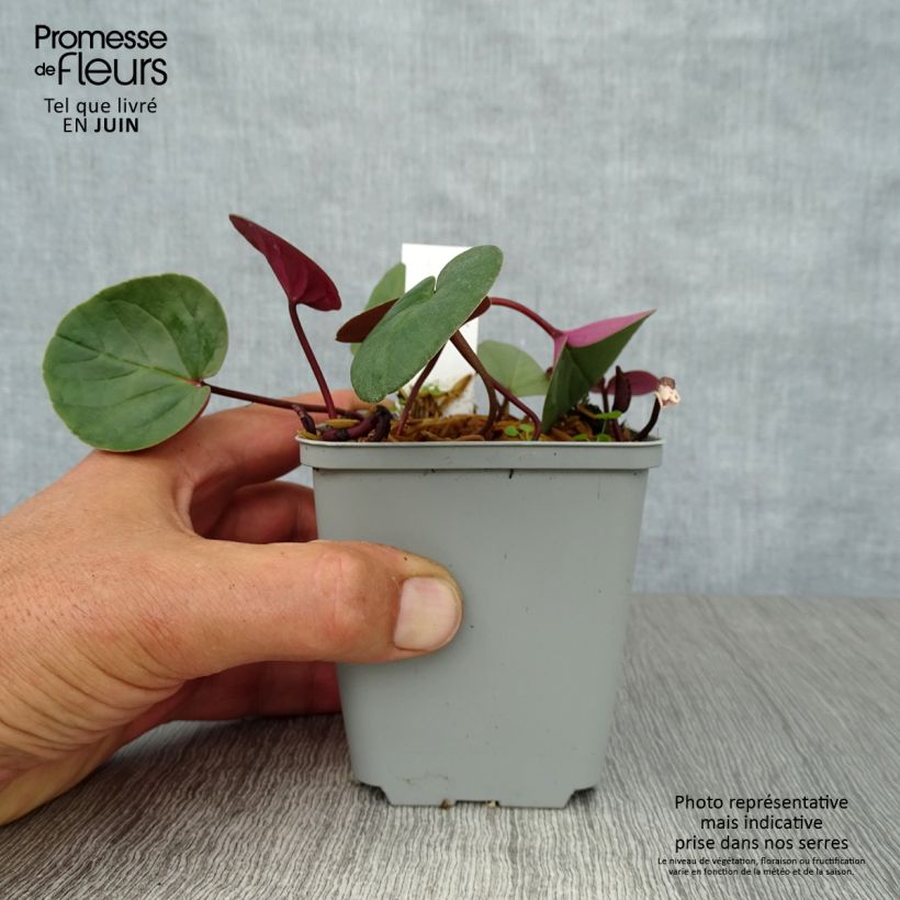 Cyclamen coum Album 8/9 cm pot sample as delivered in summer
