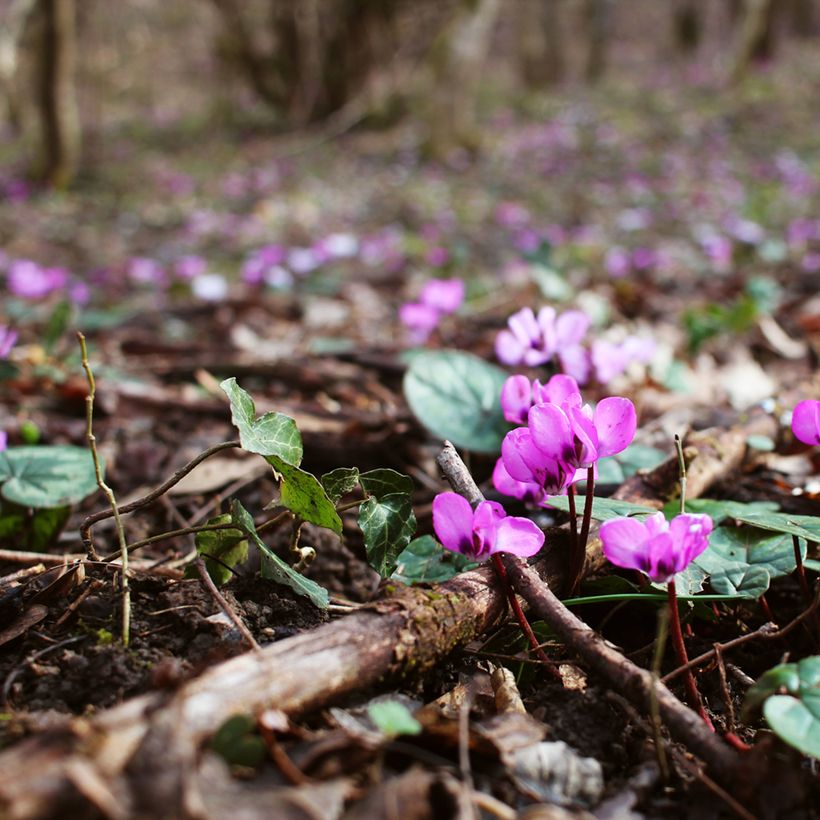 Potted Cyclamen Coum - Pink (Plant habit)