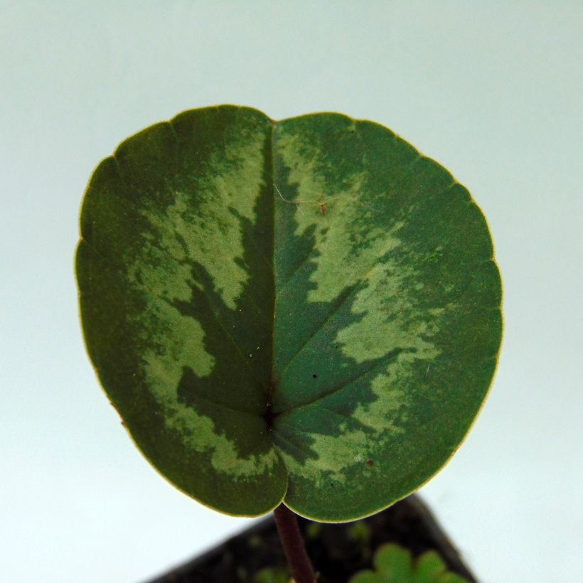 Potted Cyclamen Coum - Pink (Foliage)