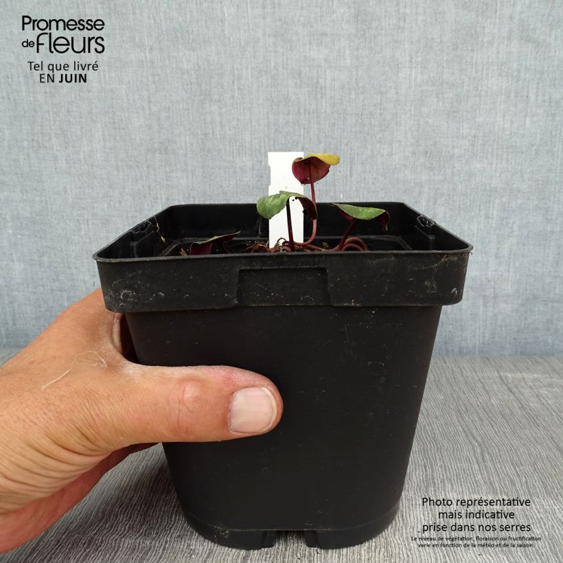 Potted Cyclamen Coum - Pink 2L/3L pot sample as delivered in summer