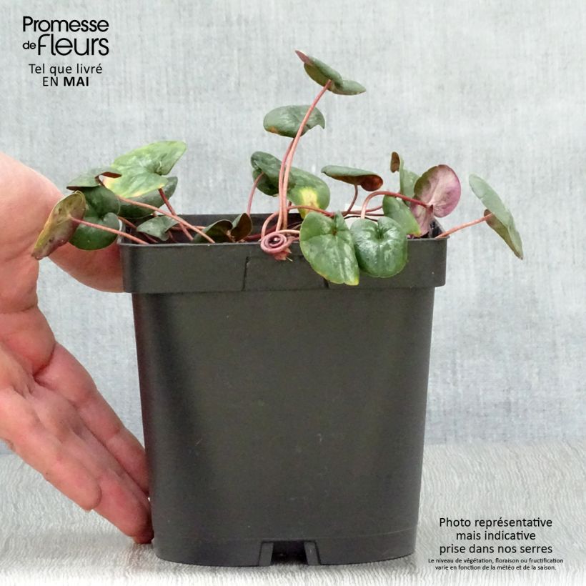 Potted Cyclamen Coum - Pink sample as delivered in spring