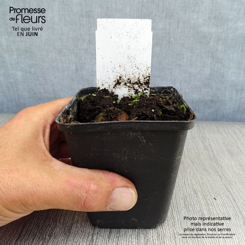 Potted Cyclamen Coum - Pink 8/9 cm pot sample as delivered in summer