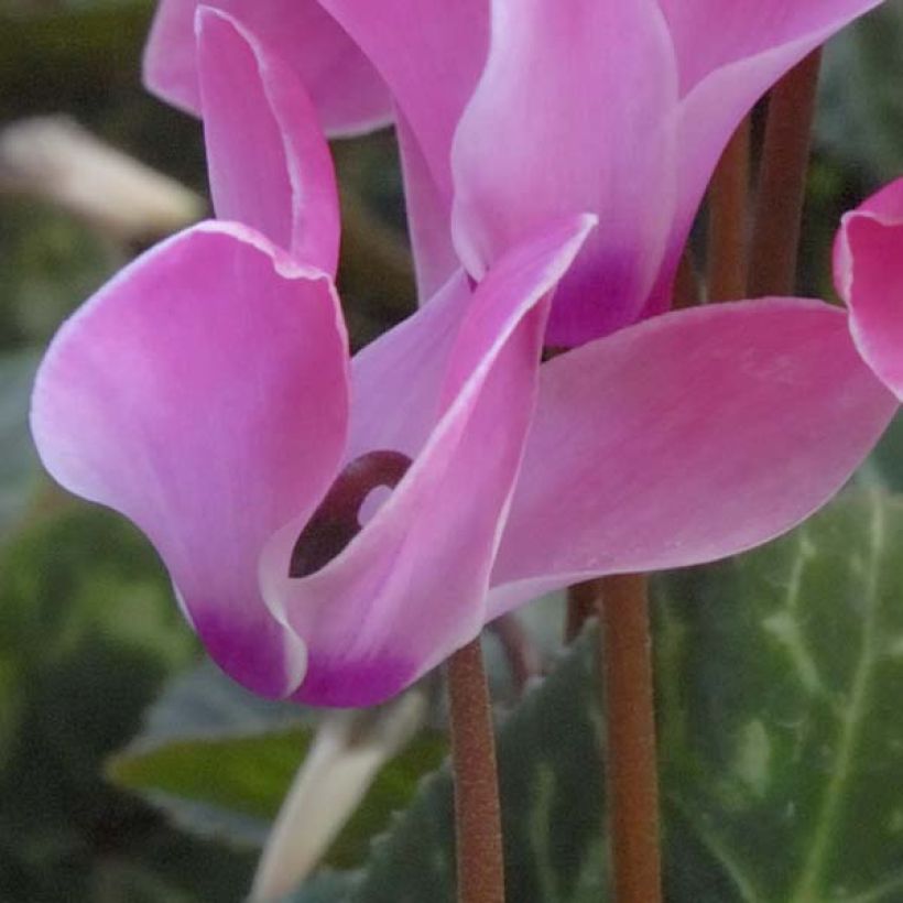 Cyclamen coum (Flowering)
