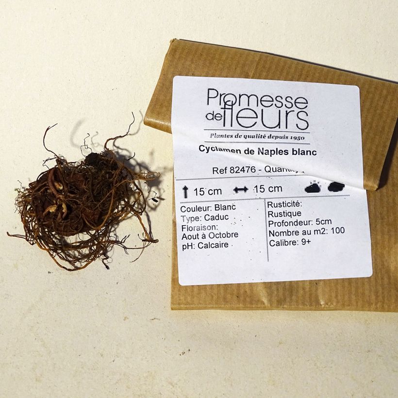 Example of Cyclamen hederifolium Album Bulb size 10/12 specimen as delivered