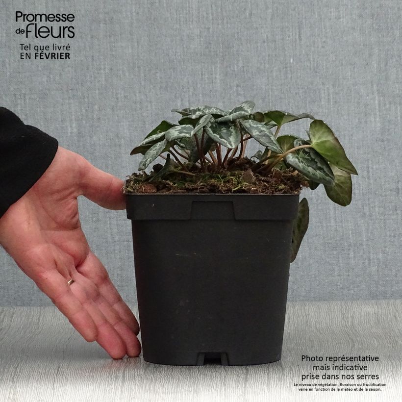 Cyclamen hederifolium Album sample as delivered in winter
