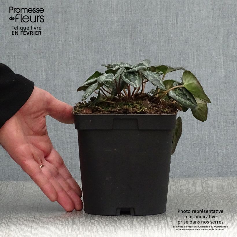 Cyclamen hederifolium Album 2L/3L pot sample as delivered in winter