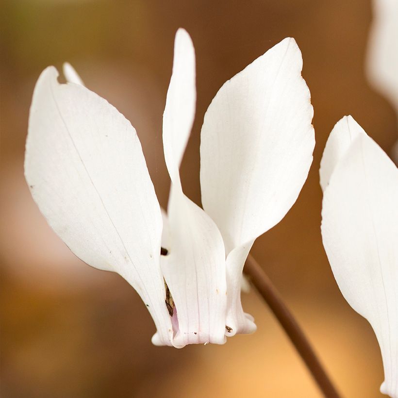 Cyclamen hederifolium Album (Flowering)