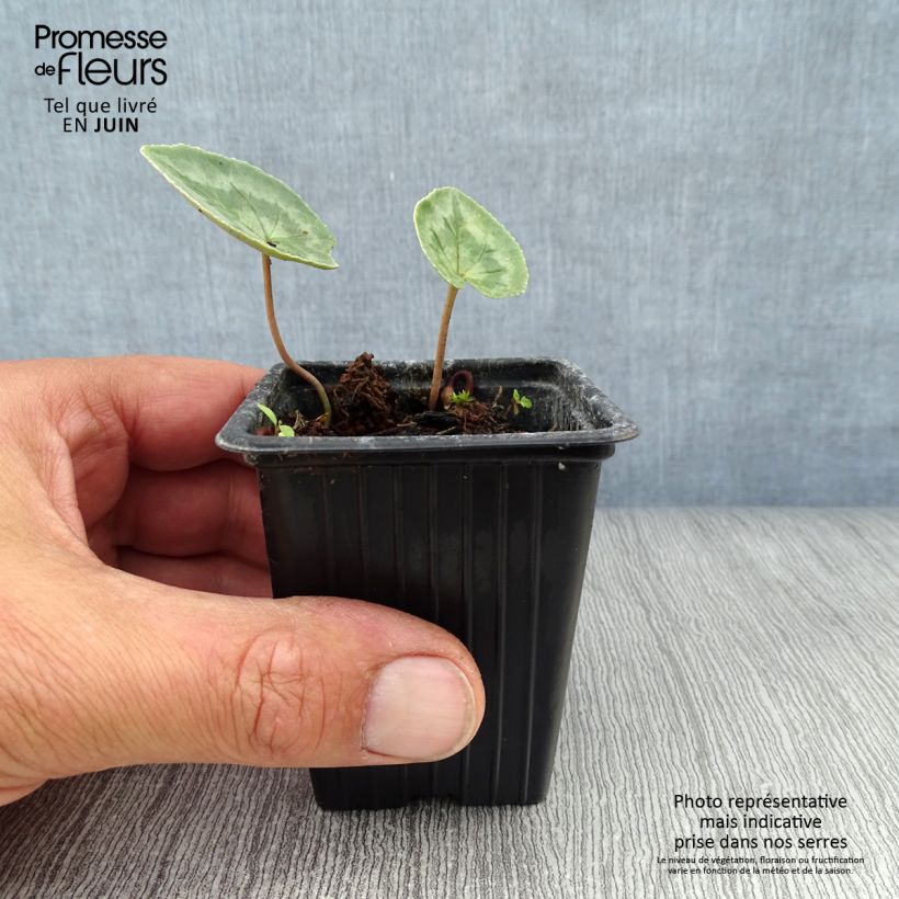 Cyclamen hederifolium Album 7/8 cm pot sample as delivered in summer