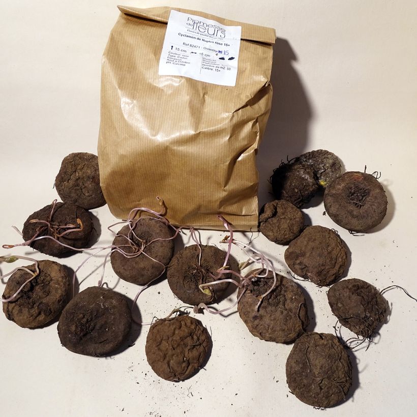 Example of Pink Naples Cyclamen Bulb size 15+ specimen as delivered