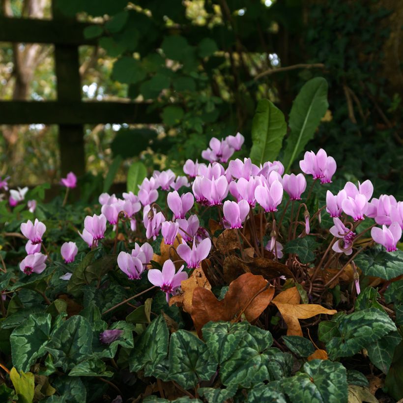 Pink Naples Cyclamen (Plant habit)