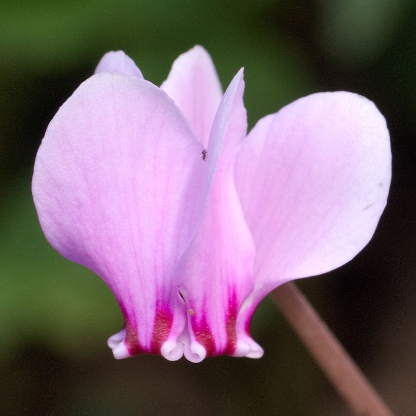 Pink Naples Cyclamen (Flowering)