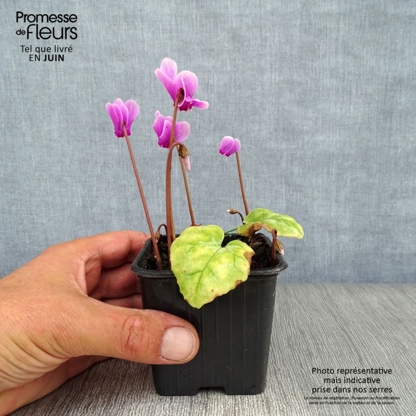 Cyclamen hederifolium - Ivy-leaved cyclamen sample as delivered in summer