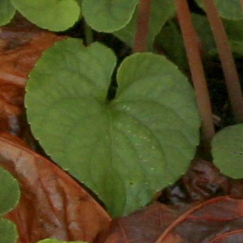 Cyclamen hederifolium Album (Foliage)