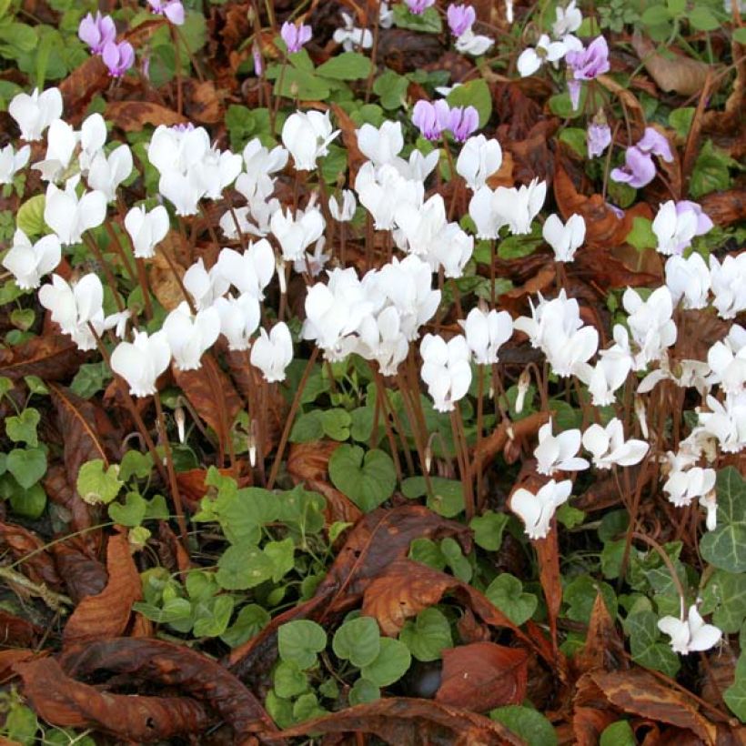 Cyclamen hederifolium Album (Plant habit)