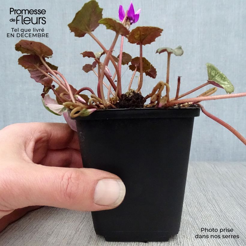 Cyclamen pseudibericum sample as delivered in winter