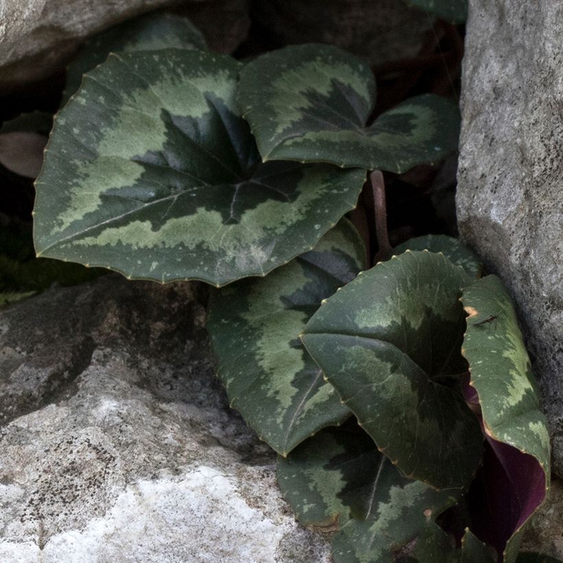 Cyclamen pseudibericum (Foliage)