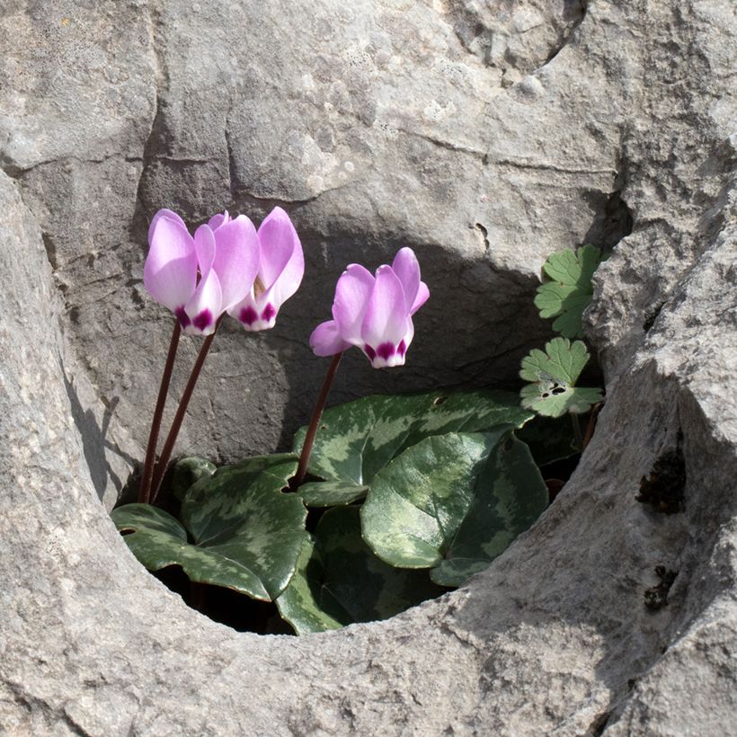 Cyclamen pseudibericum (Plant habit)