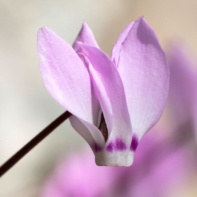 Cyclamen pseudibericum (Flowering)