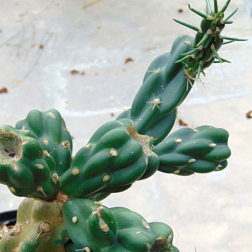 Cylindropuntia imbricata (Foliage)