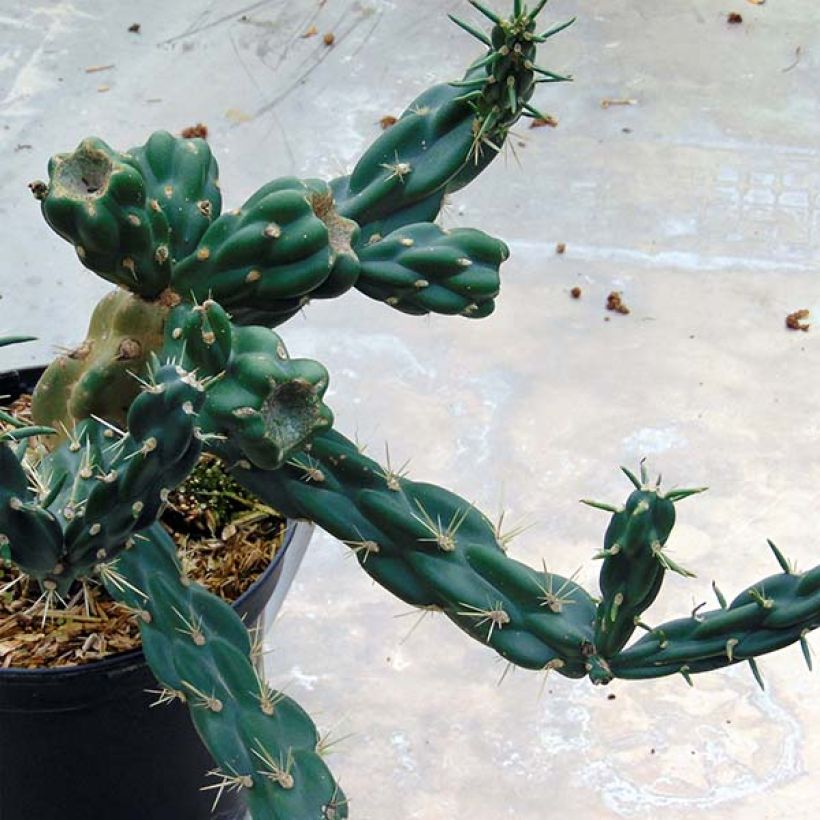 Cylindropuntia imbricata (Plant habit)