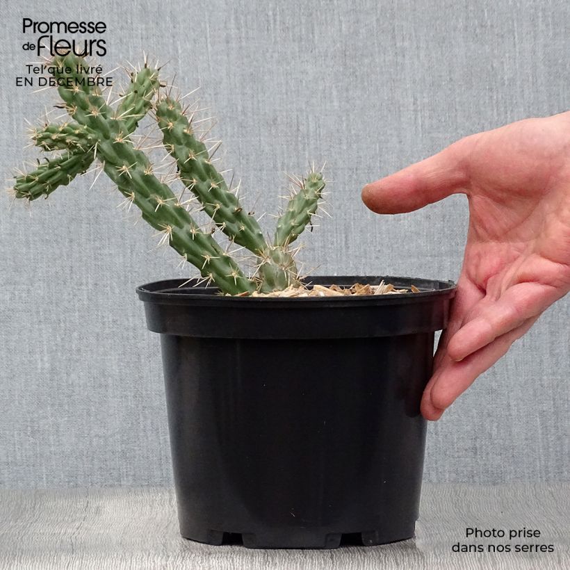 Cylindropuntia imbricata 4L/5L pot sample as delivered in winter