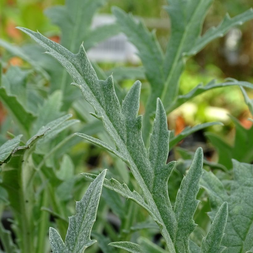 Artichoke Gros Vert de Laon (Foliage)