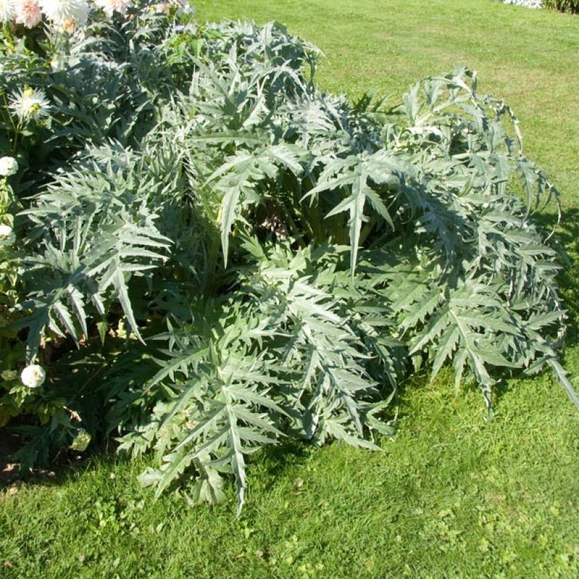 Potted Cynara cardunculus - Cardoon (Plant habit)