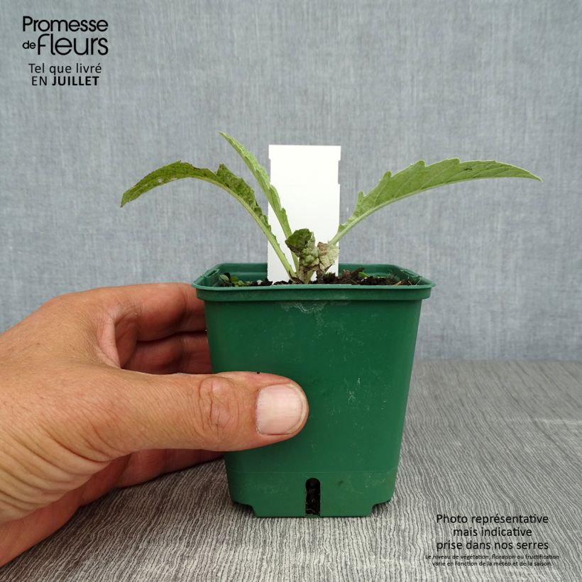 Potted Cynara cardunculus - Cardoon 8/9 cm pot sample as delivered in summer