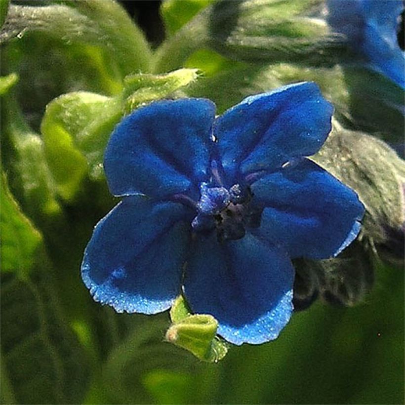 Cynoglossum nervosum (Flowering)