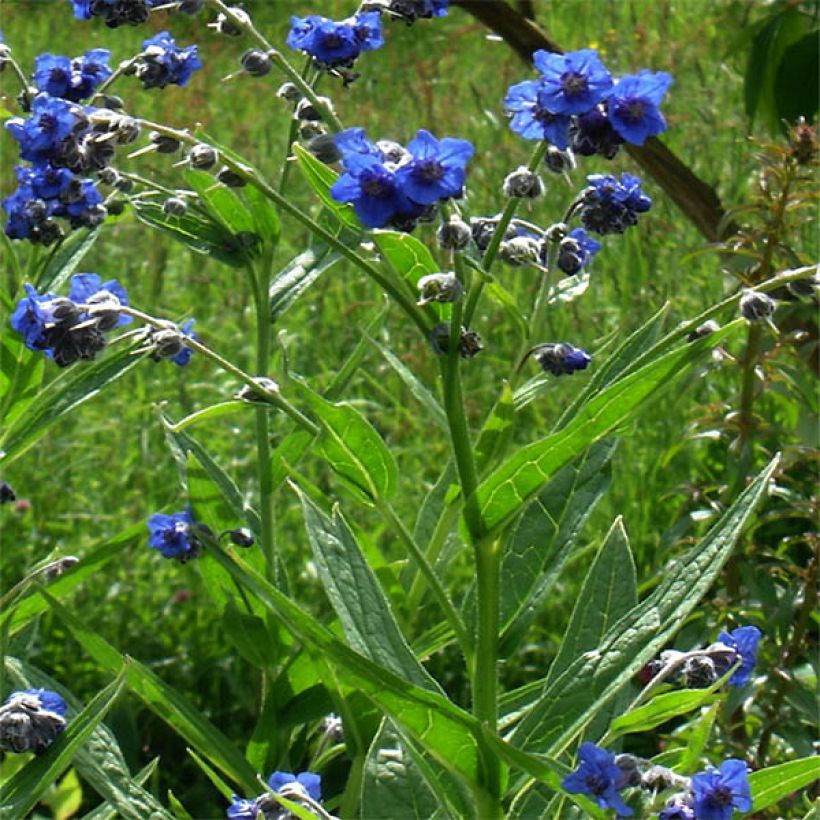 Cynoglossum nervosum (Plant habit)