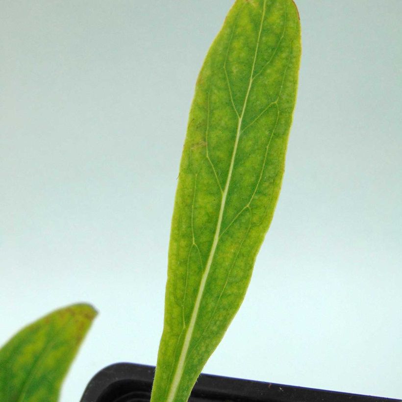 Cynoglossum nervosum (Foliage)