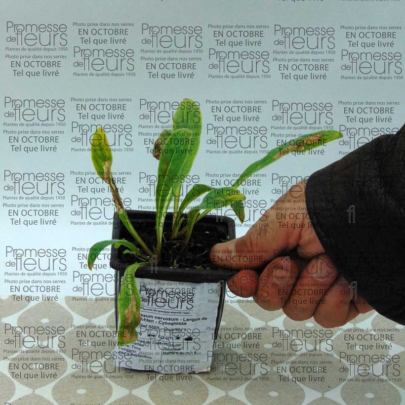 Example of Cynoglossum nervosum 8/9 cm pot specimen as delivered
